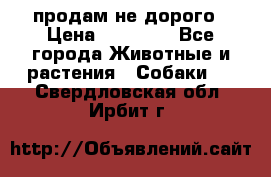 продам не дорого › Цена ­ 10 000 - Все города Животные и растения » Собаки   . Свердловская обл.,Ирбит г.